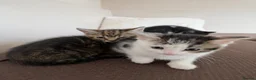 Mixed Breed cats for sale: Kittens for sale in Stevenage - Advert 7
