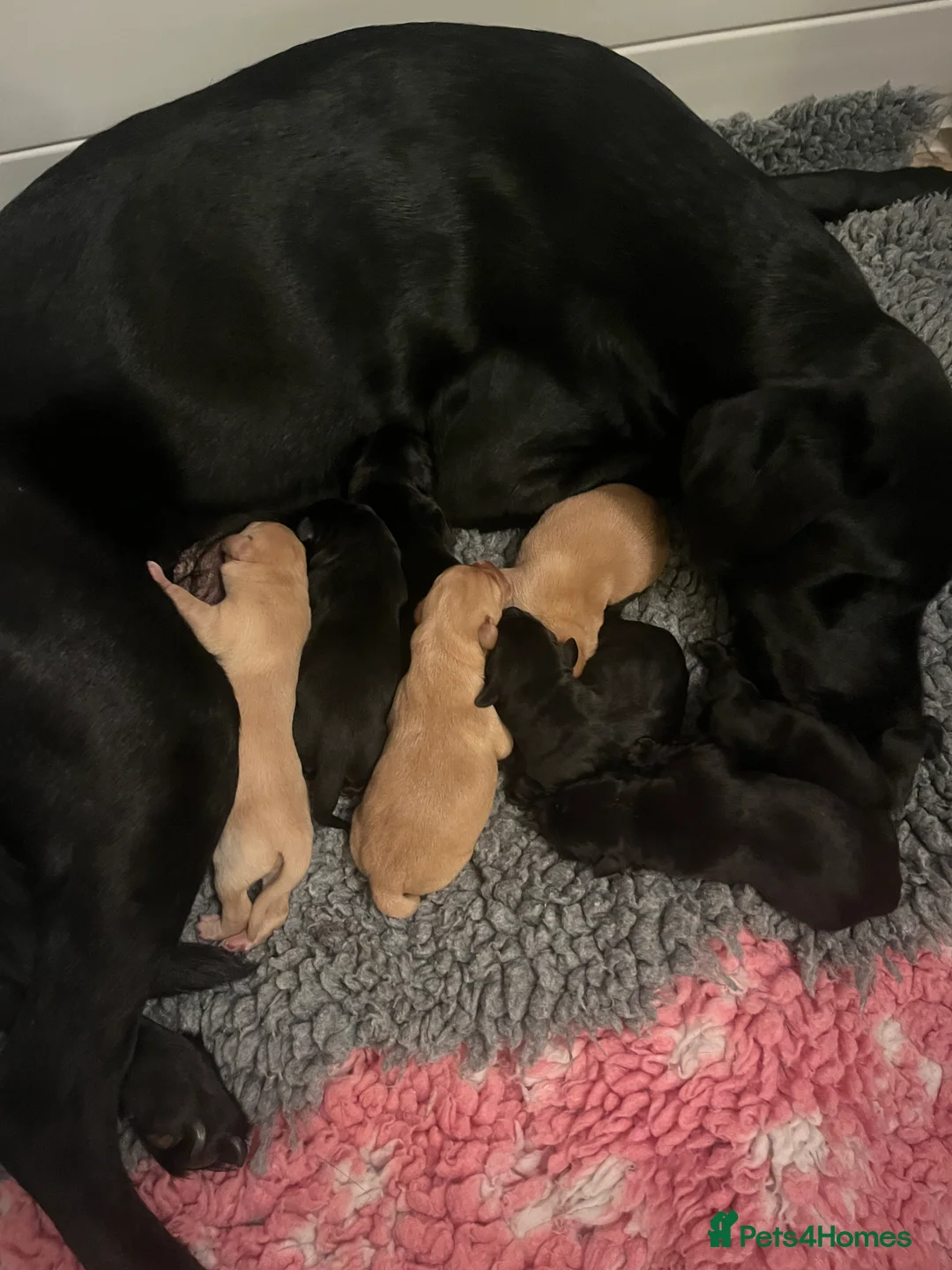 Labrador Retriever dogs for sale: Beautiful Labrador Retriever pups - Advert 11
