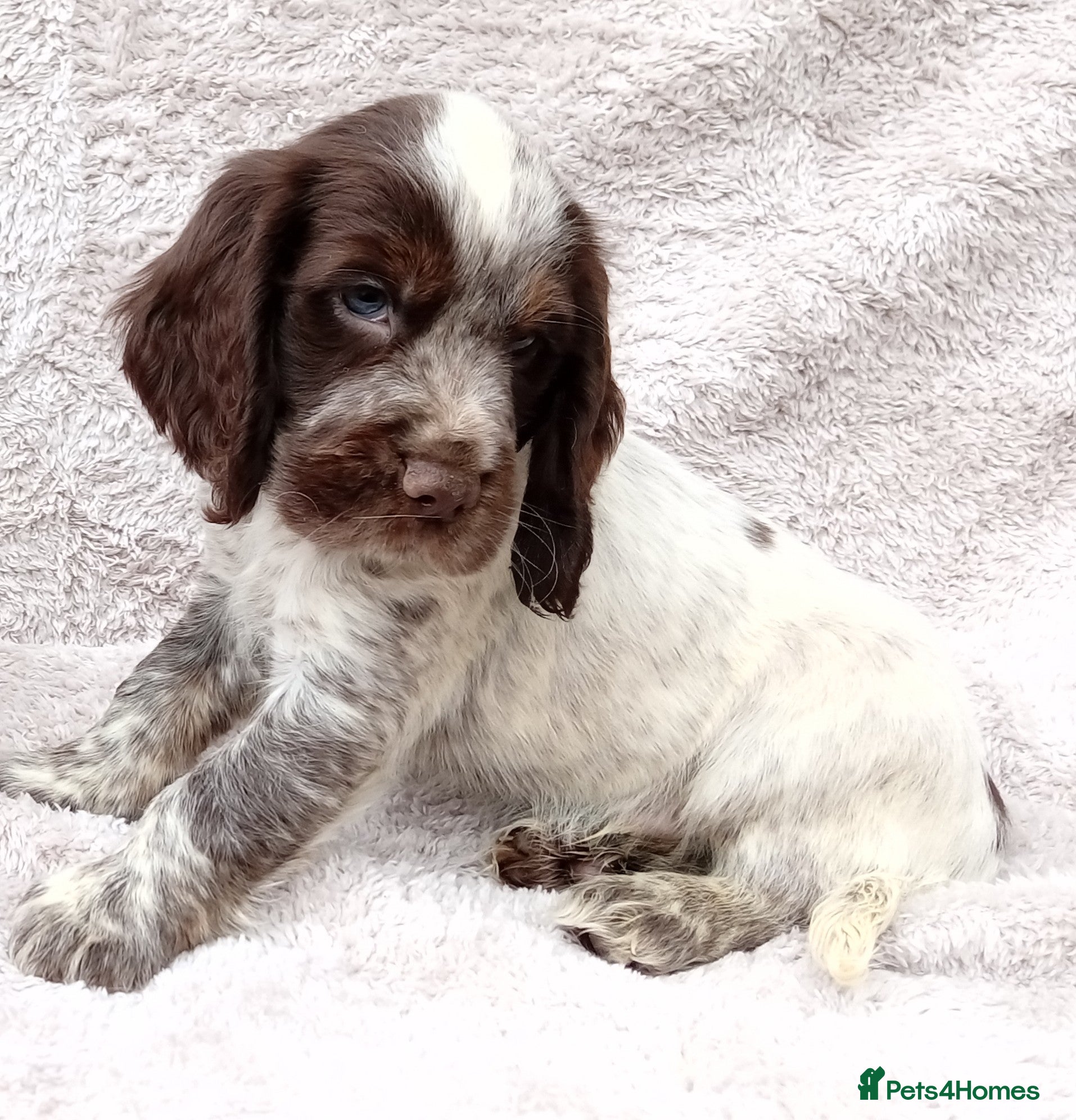 Cocker Spaniel dogs Cocker spaniel puppies. - Advert 1