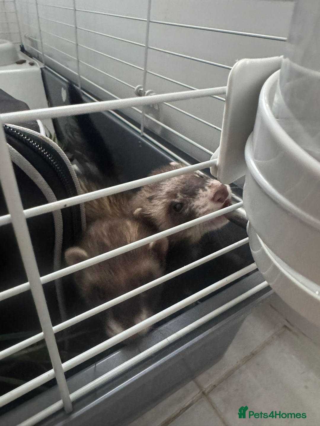 Ferret rodents for sale: ferret jills for sale - Image 5