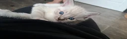 Mixed Breed cats for sale: Bengal cross ragdoll kittens - Advert 19