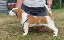 Beagle dogs for sale: KC Registered Beagle Pups in Llanwrtyd Wells - Image 28