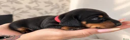 Miniature Dachshund dogs for sale: 🐾 LAST BOY LEFT - adorable miniature dachshund 🐾 - Advert 26