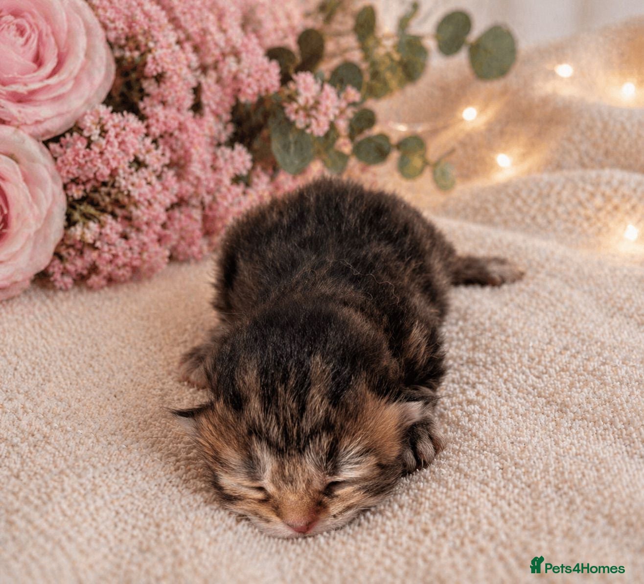 Siberian cats Hypoallergenic Champion Siberian Kittens-Ready JUL - Advert 2