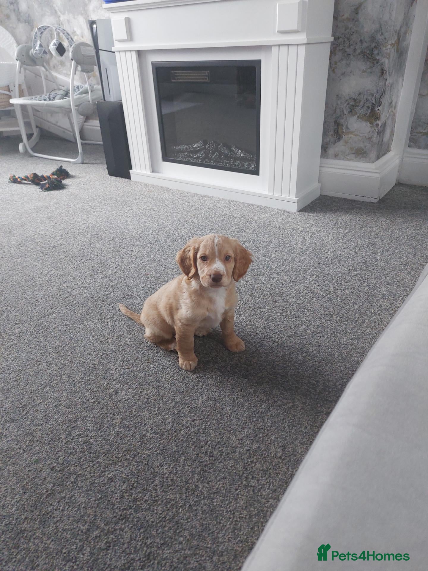 Cocker Spaniel dogs 9 week old cocker spaniel - Advert 1
