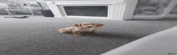 Cocker Spaniel dogs for sale: 9 week old cocker spaniel in Hartlepool - Advert 1