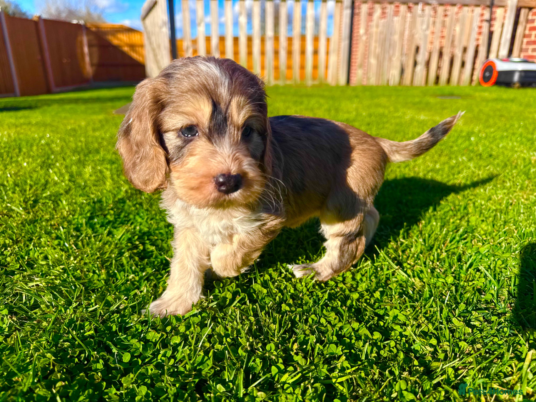 Schnoodle dogs Beautiful Schnoodle Puppies 🐾🐾🐾 - Advert 1