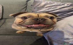 French Bulldog dogs for sale: Sully the French bulldog - Image 3