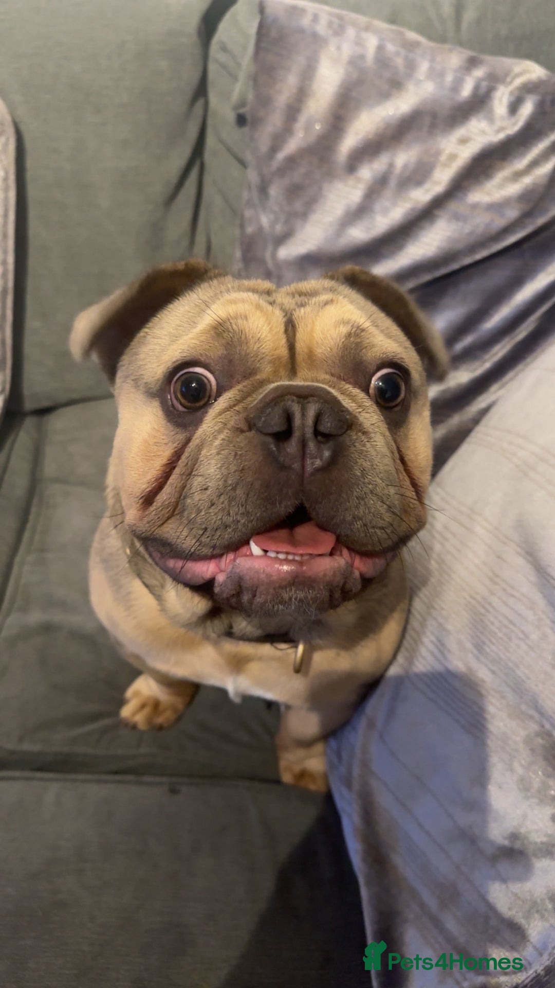 French Bulldog dogs for sale: Sully the French bulldog - Image 3
