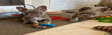 French Bulldog Puppy 2