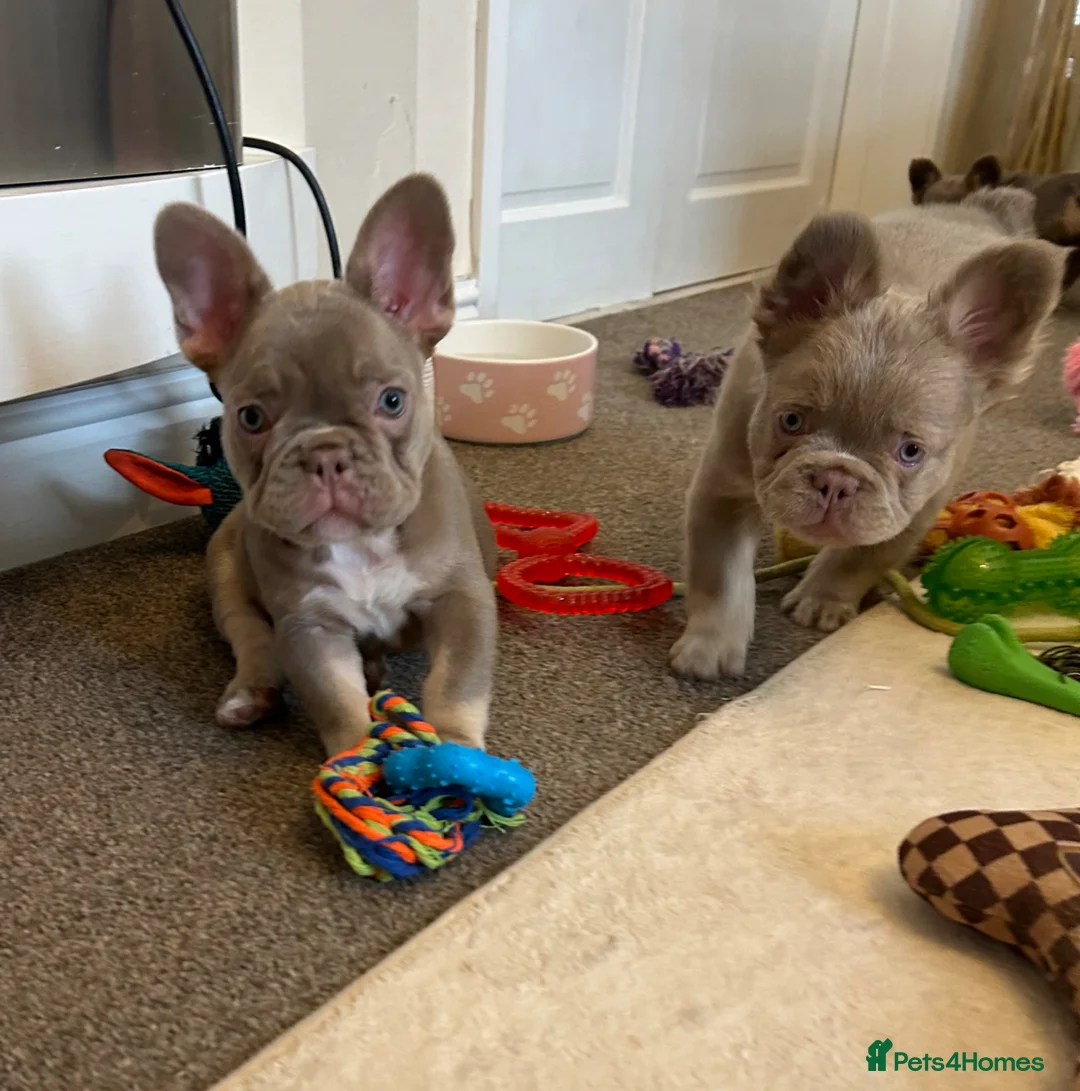 French Bulldog dogs for sale: Kc registered french bulldog puppies  - Advert 10