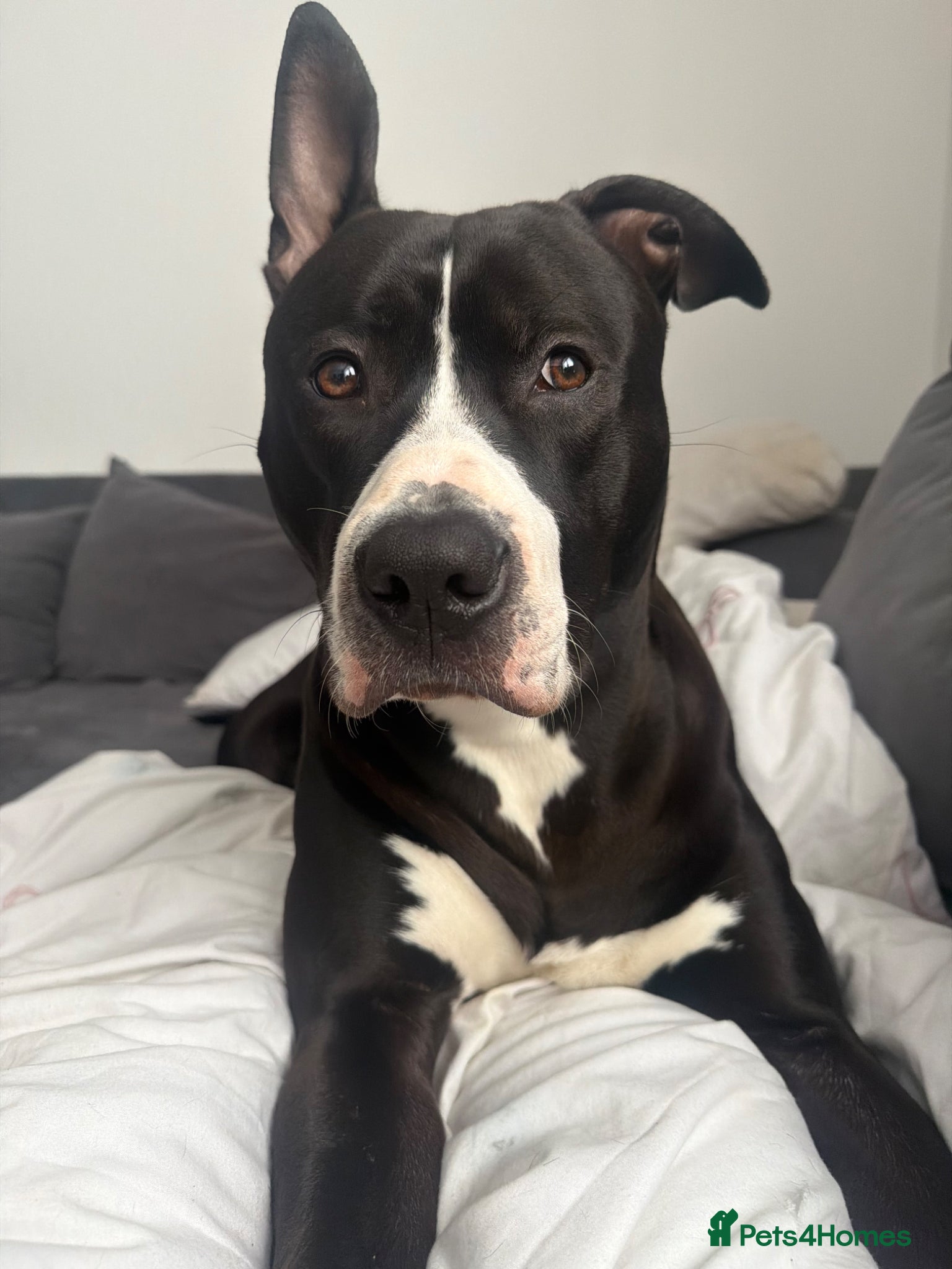 Mixed Breed dogs Loki 10 months old  - Advert 12