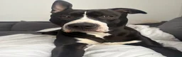 Mixed Breed dogs for sale: Loki 10 months old  in Stevenage - Advert 1