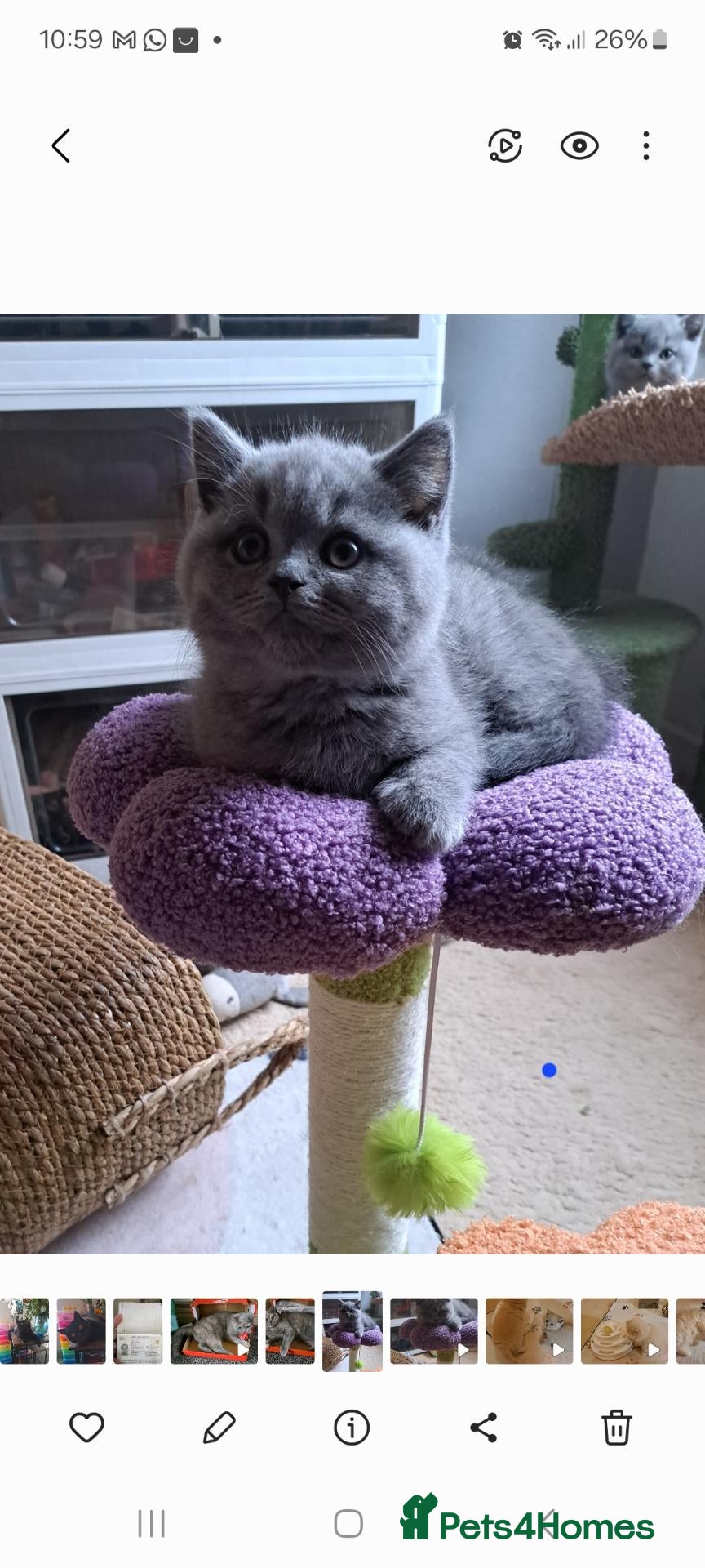 British Shorthair cats Top Quality purebreed BSH kittens - Advert 2