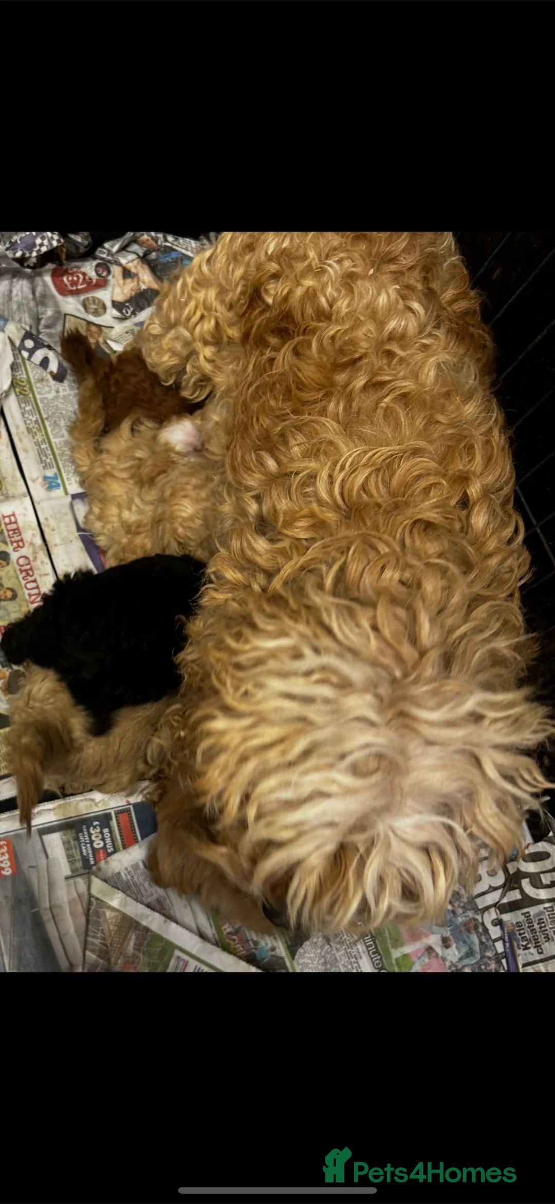 Cockapoo dogs for sale: Beautiful cockatoo puppies - Advert 2