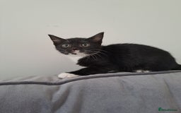 Domestic Shorthair cats for sale: 2 female kittens for sale - Image 12