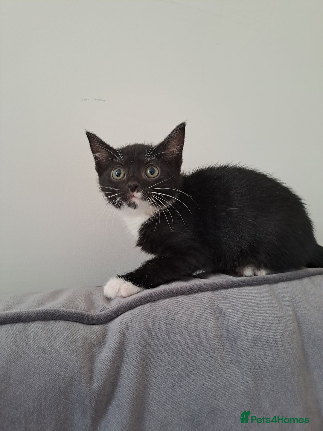 Domestic Shorthair cats for sale: 2 female kittens for sale - Image 12