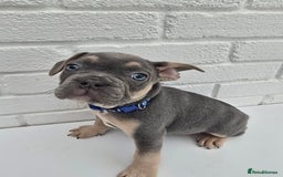 French Bulldog dogs for sale: Gorgeous Blue French Bulldog Girl - Image 14