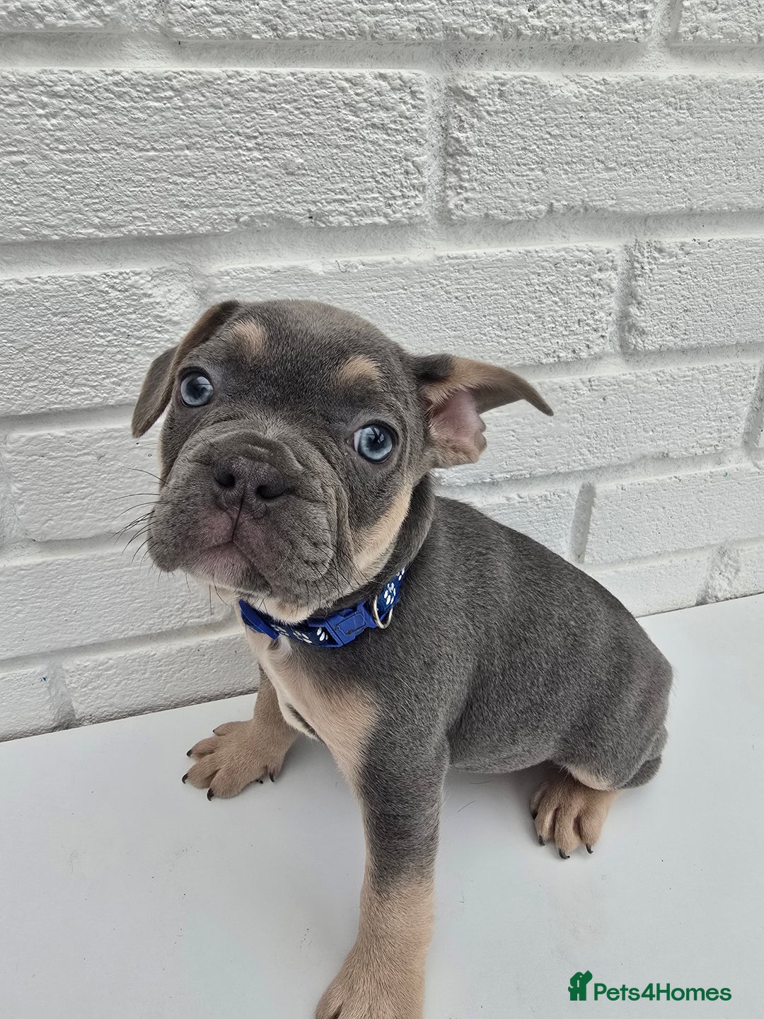 French Bulldog dogs for sale: Gorgeous Blue French Bulldog Girl - Image 14
