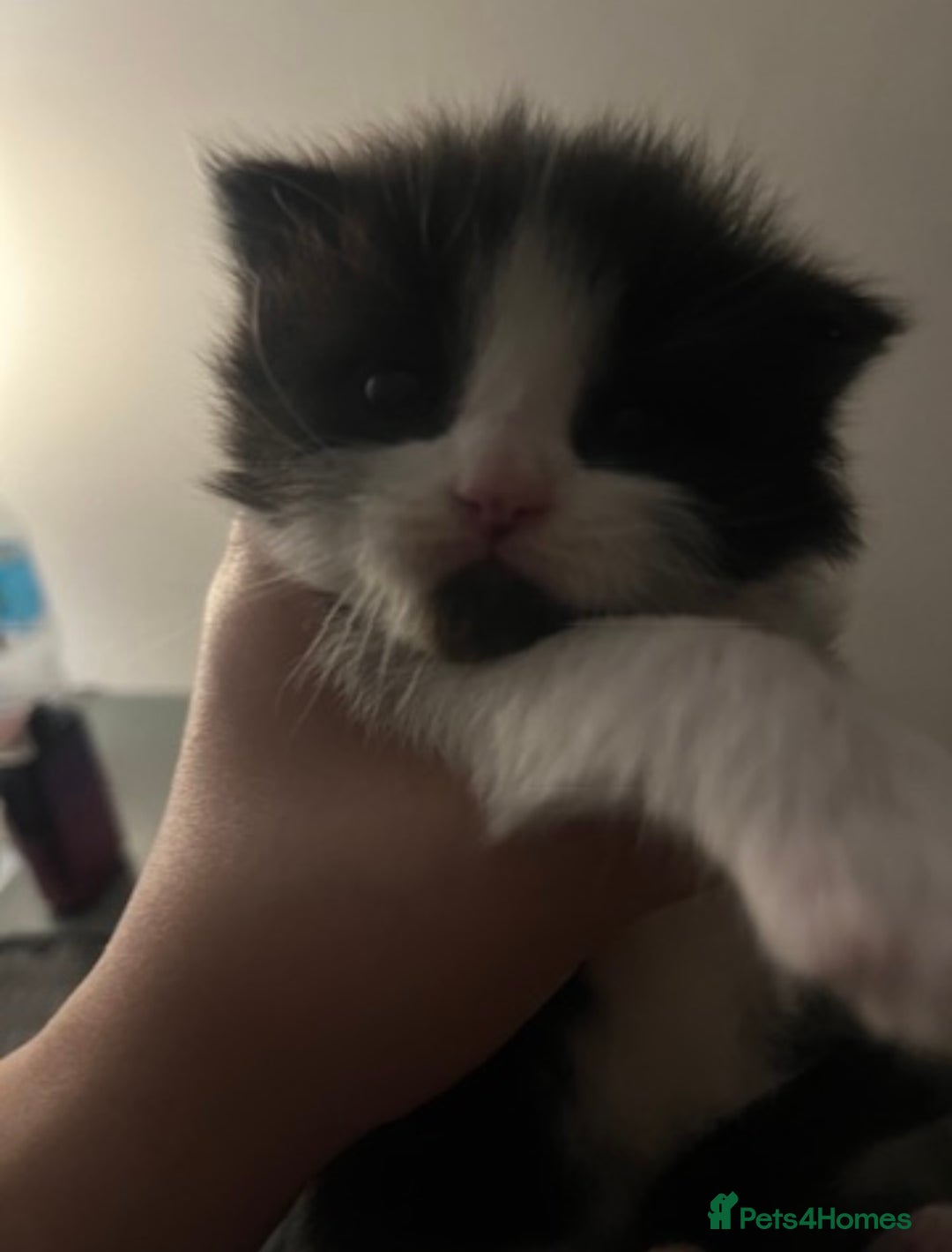 British Shorthair cats for sale: 4 Half British short hair girls  - Image 2