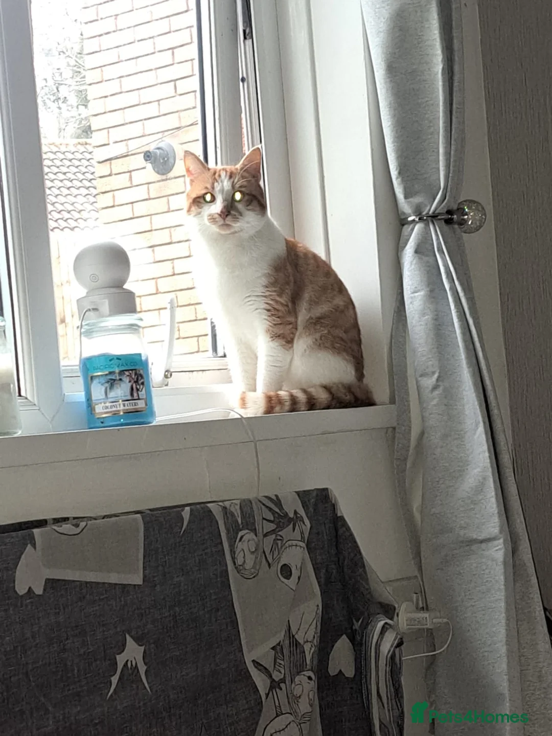 British Shorthair cats for sale: Simba in Newport - Advert 2