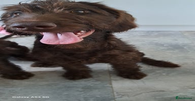 Mixed Breed dogs in Cumnock - Advert 11