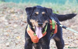 Fox Terrier dogs for adoption: Rosalia - Image 9