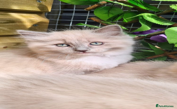 Ragdoll cats - Advert 2