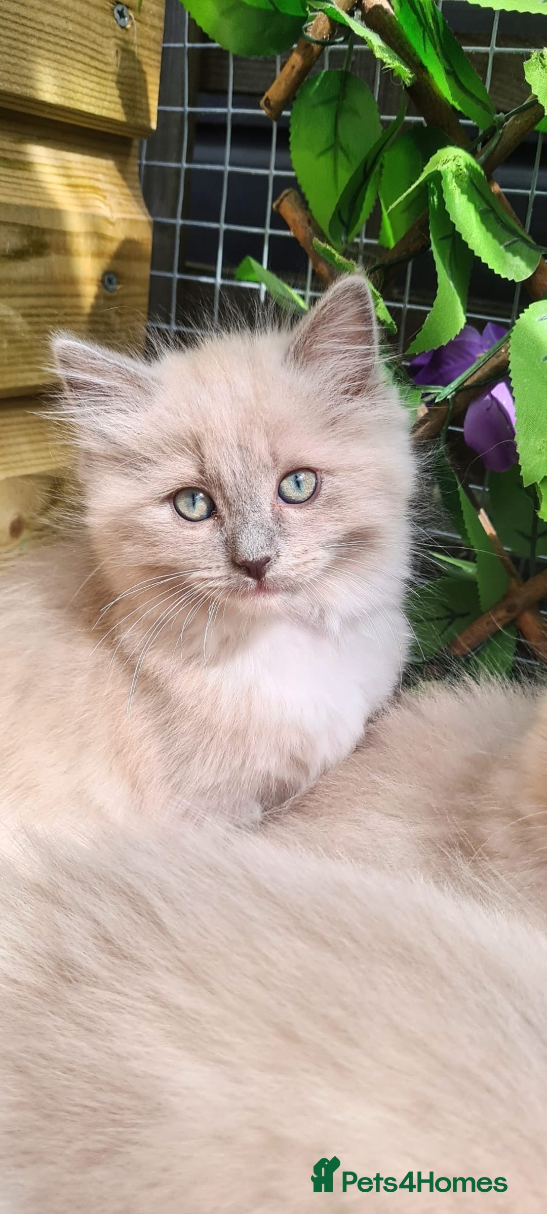 Ragdoll cats for sale: Rare Mink and blue mitted Ragdoll kittens  - Image 1