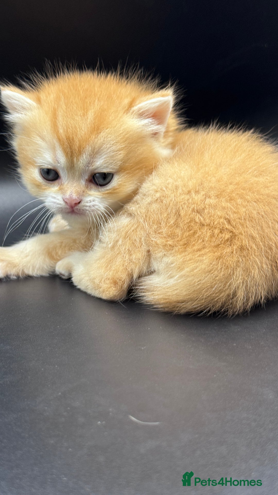 British Shorthair cats for sale: BSH GCCF GOLDEN AND BLUE KITTENS  - Image 28
