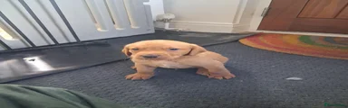 Puppy 3