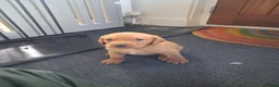 Labrador Retriever dogs for sale: KC Red Labrador Pups for sale - Advert 9