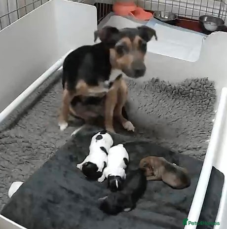 Jack Russell dogs Jack Russell Puppies - Advert 1