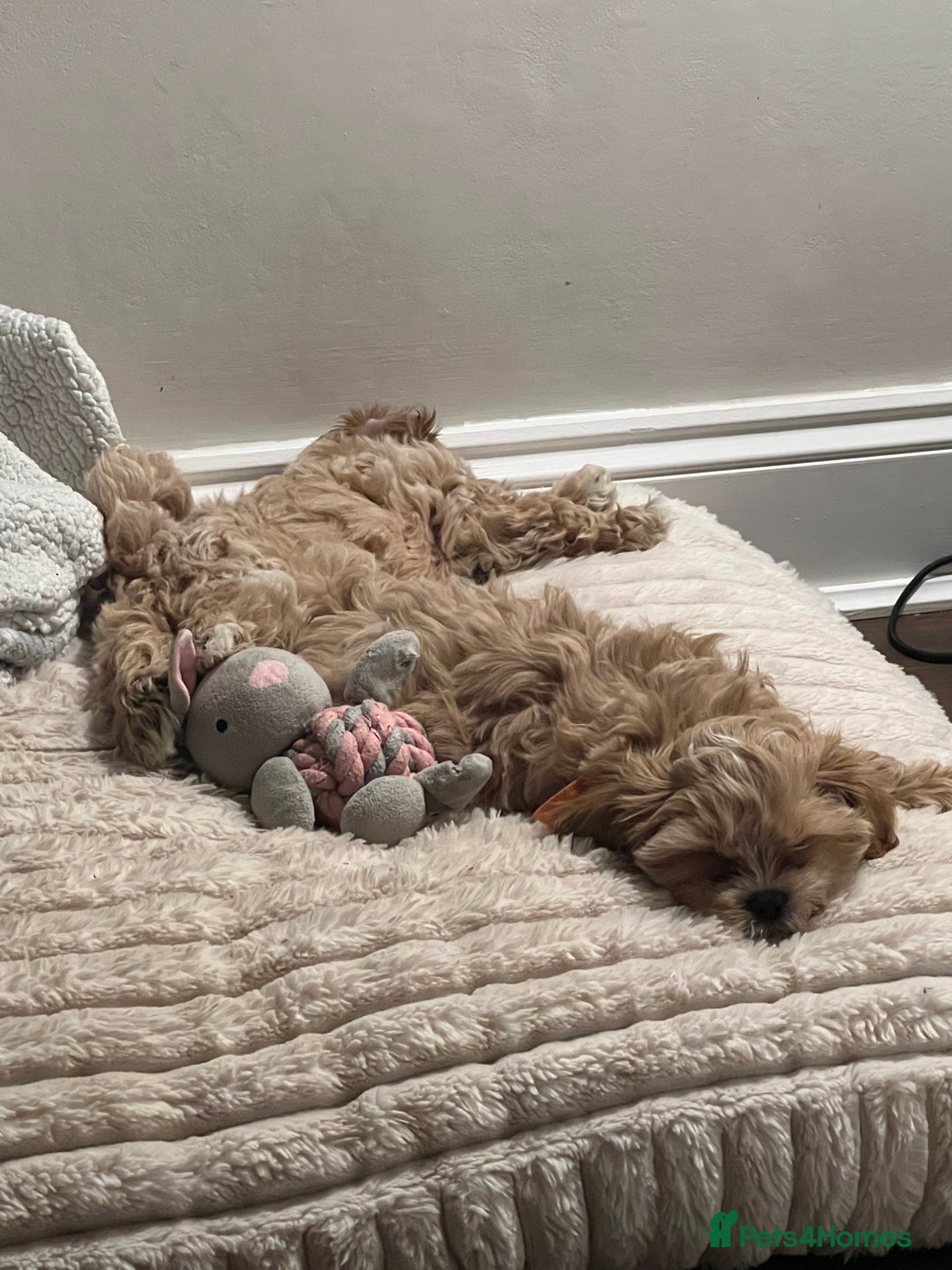 Shihpoo dogs for sale: Shihpoo puppies looking for homes - Advert 11