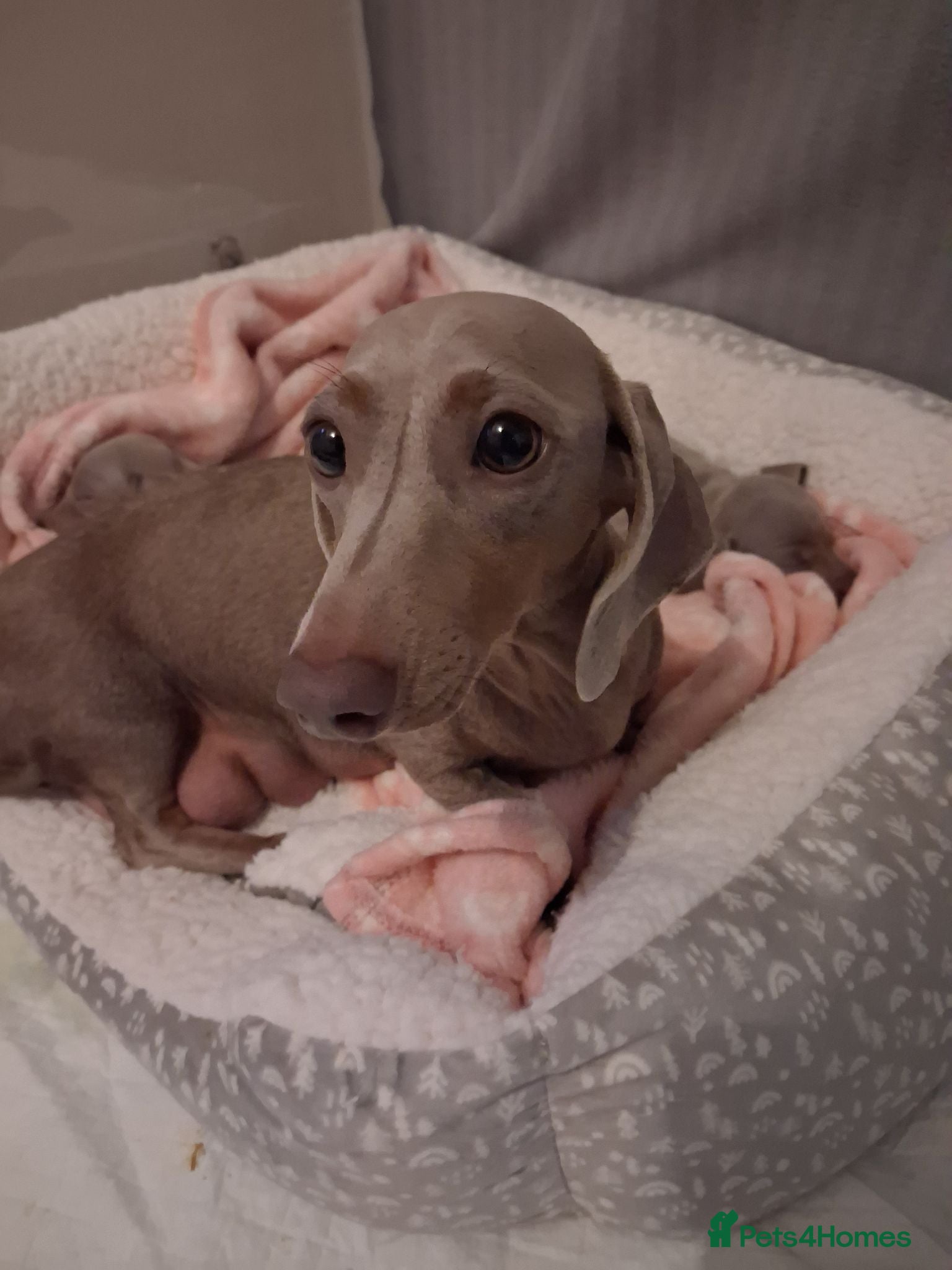 Miniature Dachshund dogs 5 Isabella and Tan puppies ready to go 10th July - Advert 2