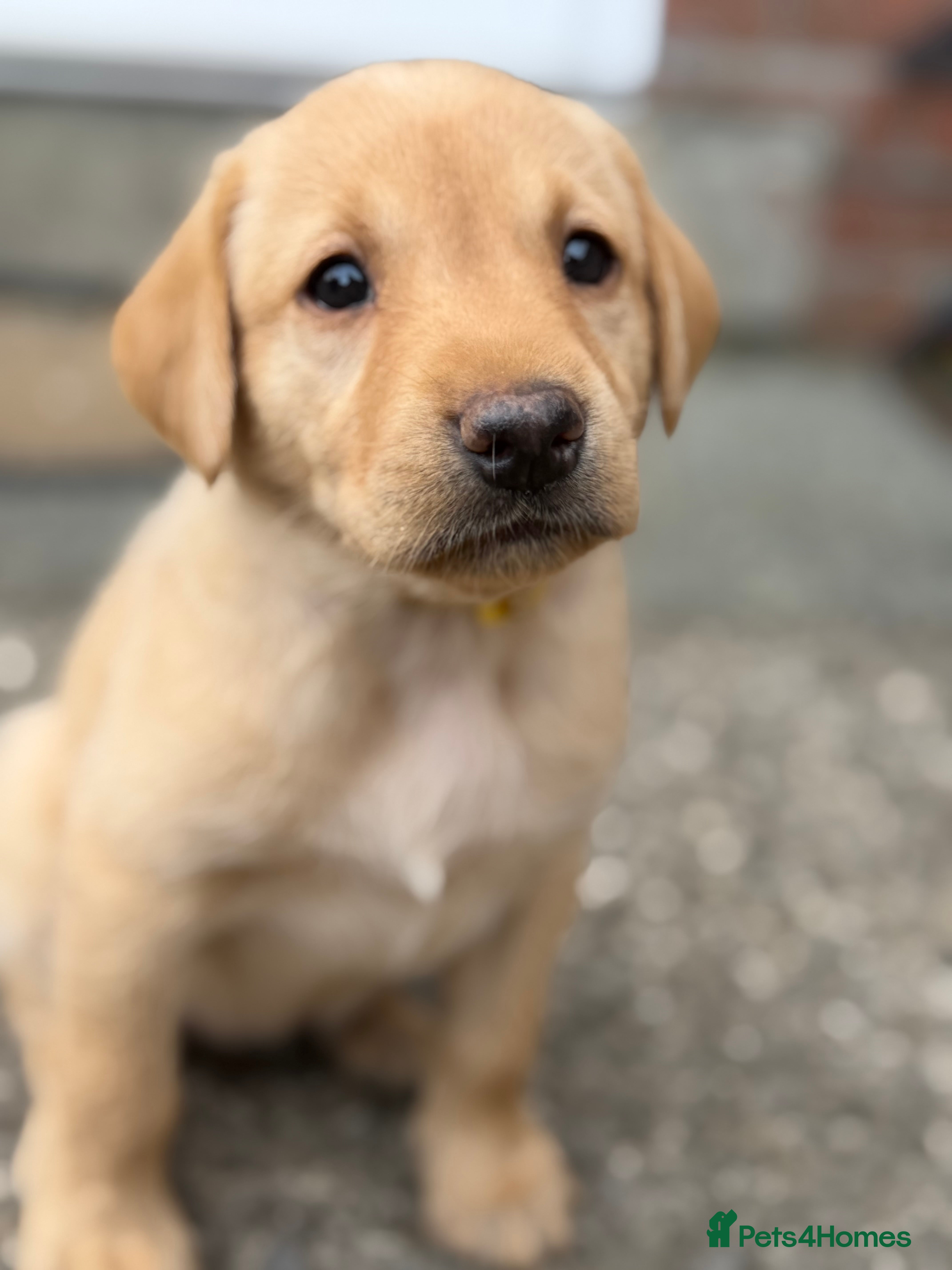 Labrador Retriever dogs Exceptional Labrador puppies  - Advert 2