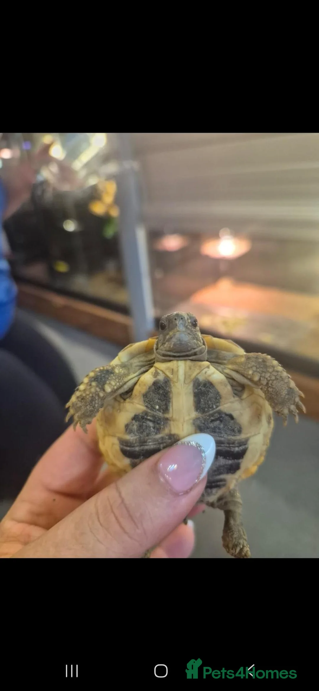 Hermann Tortoise reptiles for sale: herman tortoises in Cardigan - Advert 2