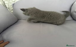 British Shorthair cats for sale: British shorthair kittens last male  - Image 6
