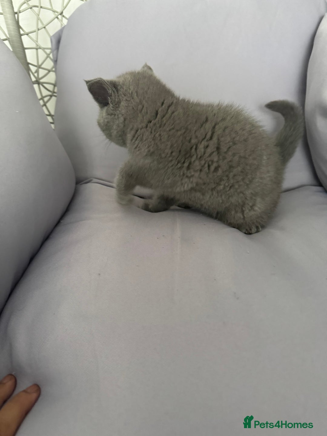 British Shorthair cats for sale: British shorthair kittens last male  - Image 6