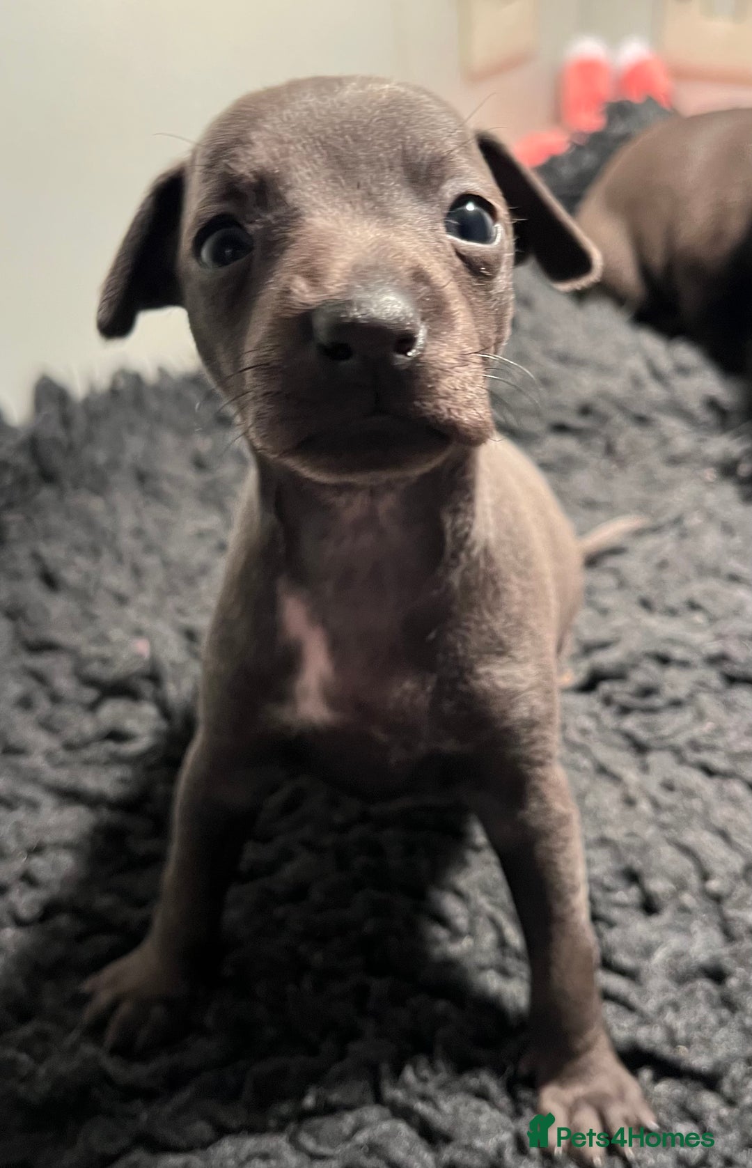 Italian Greyhound dogs for sale: KC Reg Italian Greyhound blue girl - Advert 6