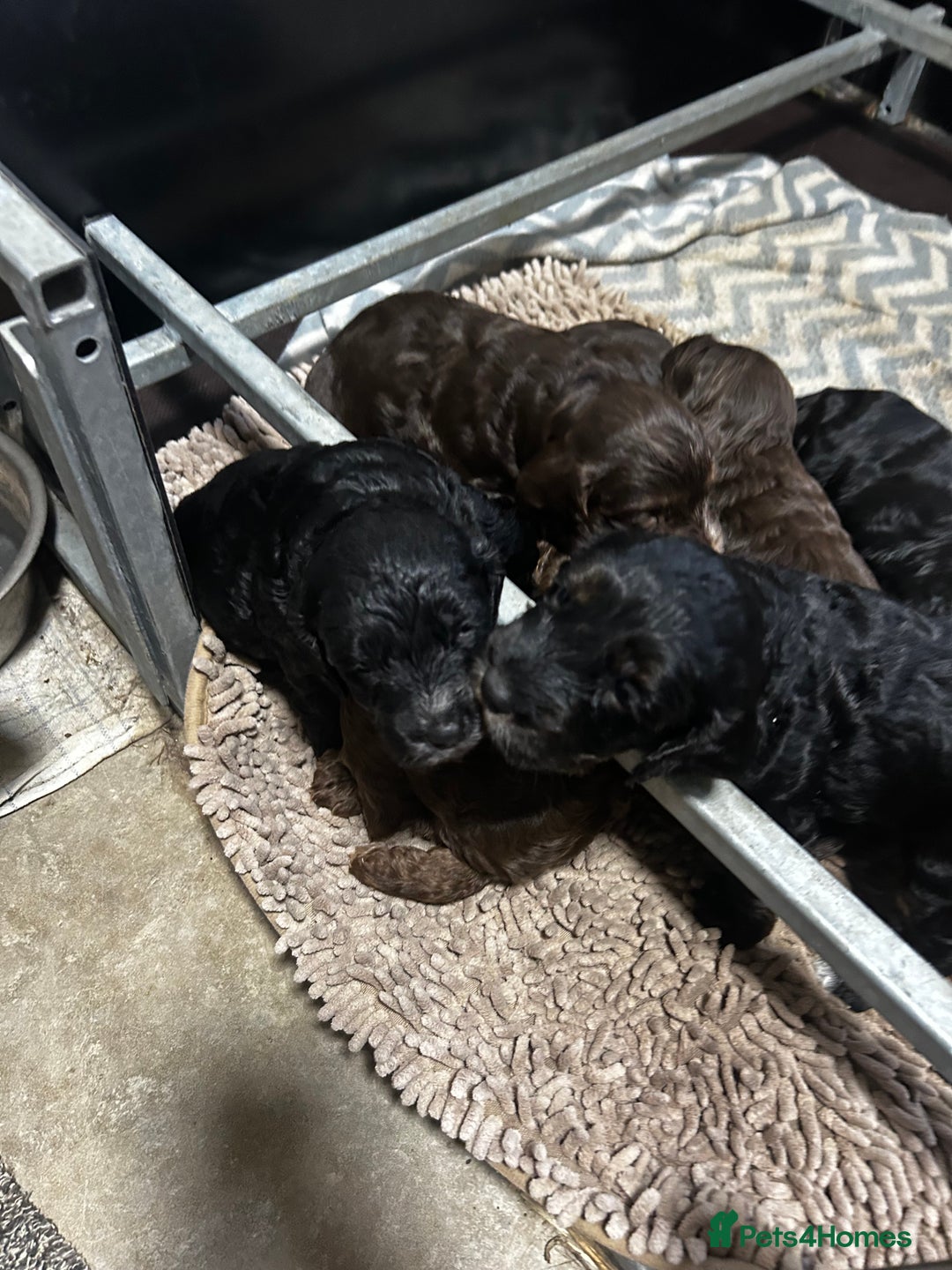 Cockapoo dogs for sale: Stunning F1 cockapoo pups - Image 4