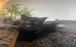 Domestic Shorthair cats for sale: Black tortoiseshell female  - Image 1