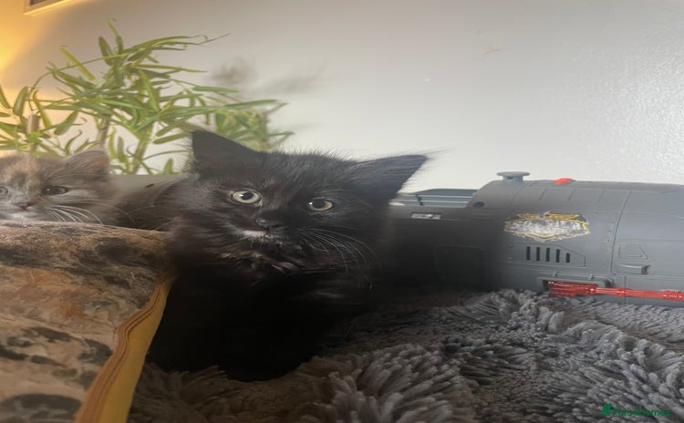 Domestic Shorthair cats - Advert 5