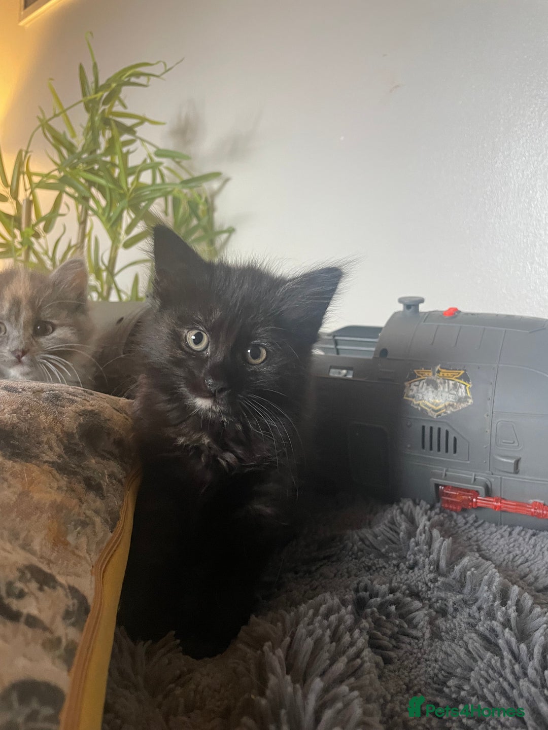 Domestic Shorthair cats for sale: Black tortoiseshell female  - Image 1