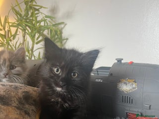 Domestic Shorthair cats - Advert 27