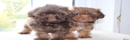 Shihpoo dogs for sale: Chocolate shihpoo’s  - Advert 5