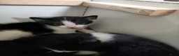 British Shorthair cats for sale: Pure tuxedo kittens in Southsea - Advert 9