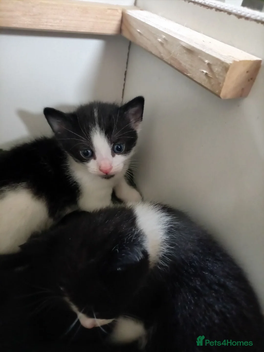 British Shorthair cats for sale: Pure tuxedo kittens in Southsea - Advert 9