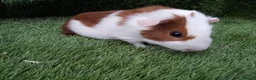 Guinea Pig rodents for sale: Abyssinian boys and pet boys  - Advert 11