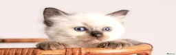 Ragdoll cats for sale: Beautiful Pedigree Ragdoll Kittens  - Advert 16